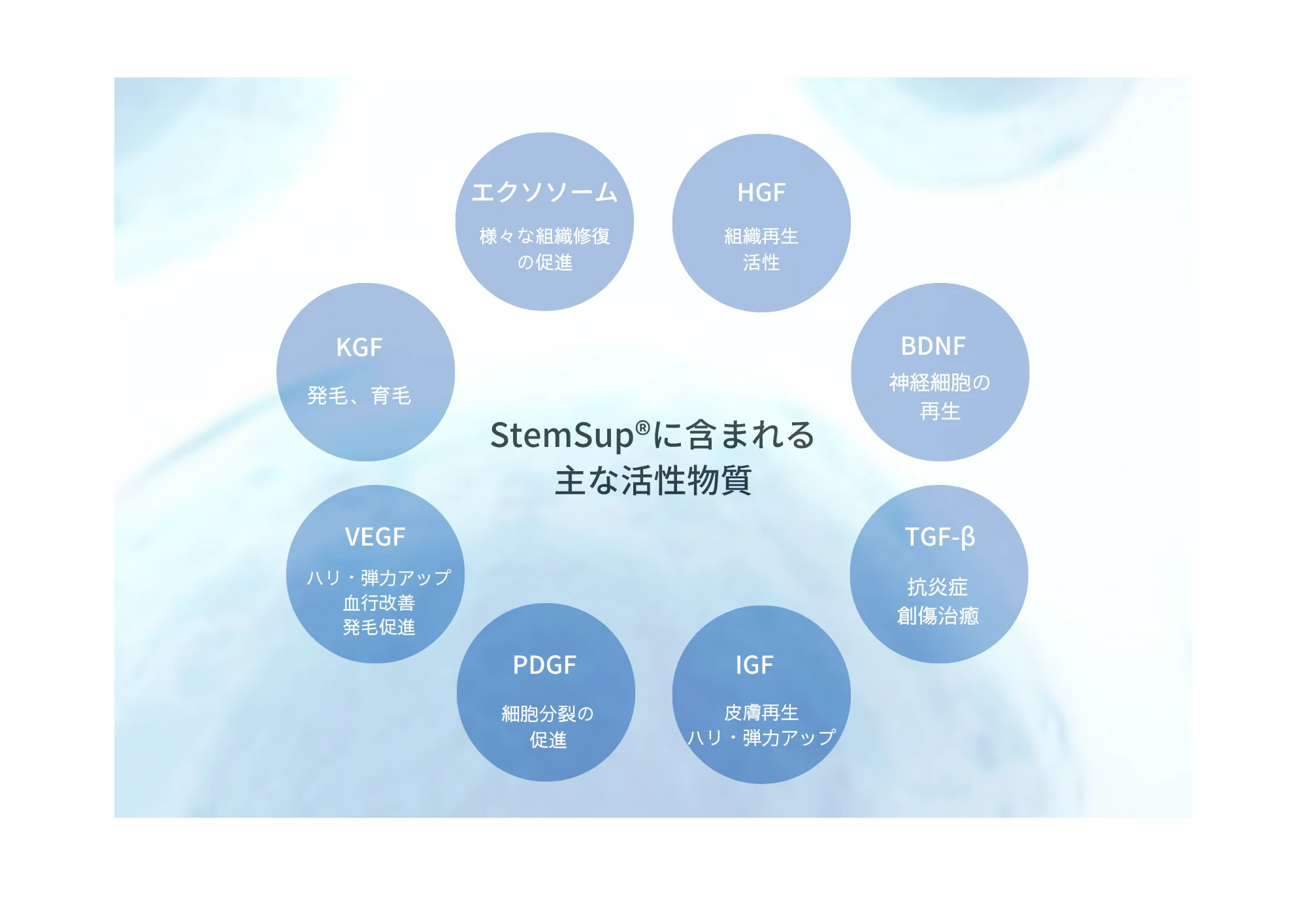 StemSupに含まれる主な活性物質